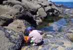 La pêche à pieds à Douarnenez