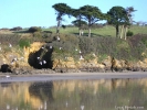 La plage du Ris proche du studio