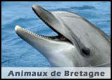 Animaux de Bretagne