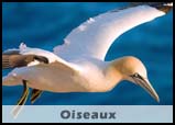 Oiseaux de Bretagne